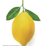 Fruta realista si_Mesa de trabajo 1